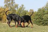 DOBERMANN 408